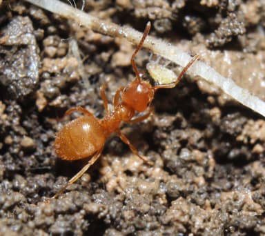 Lasius umbratus photo 150