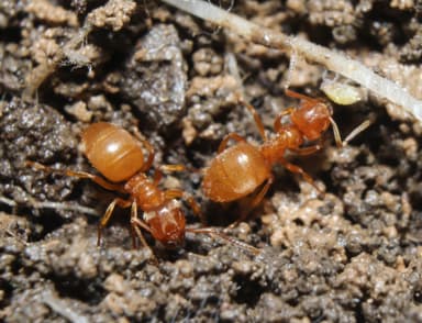 Lasius umbratus photo 151