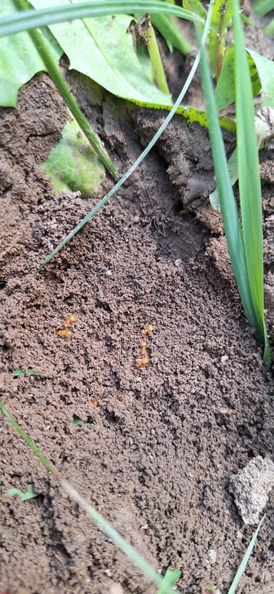 Lasius umbratus photo 152