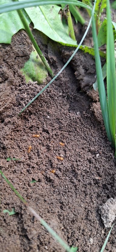 Lasius umbratus photo 153