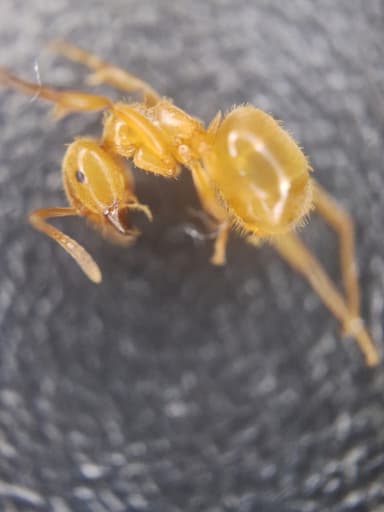 Lasius umbratus photo 155
