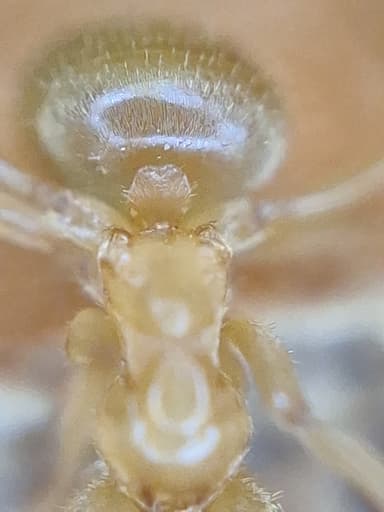 Lasius umbratus photo 156