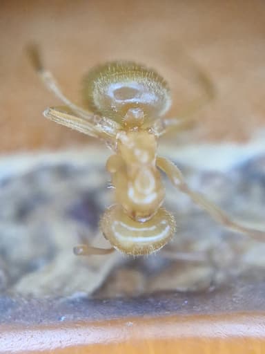 Lasius umbratus photo 157
