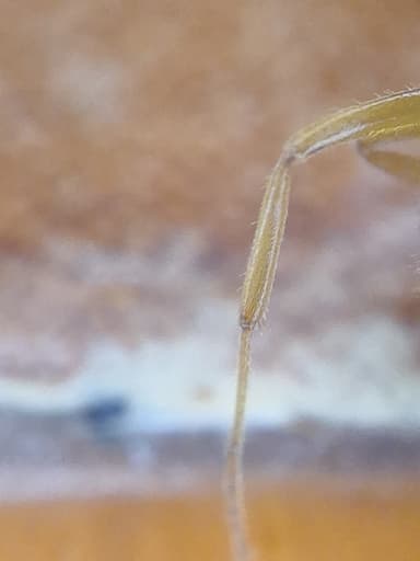 Lasius umbratus photo 158