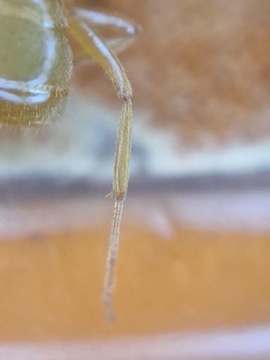 Lasius umbratus photo 159
