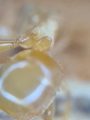 Lasius umbratus photo 162
