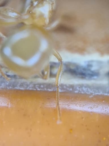 Lasius umbratus photo 163