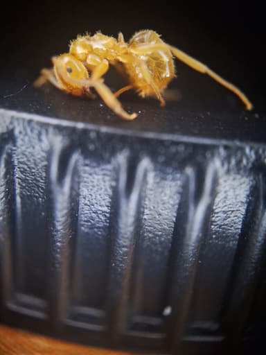 Lasius umbratus photo 164