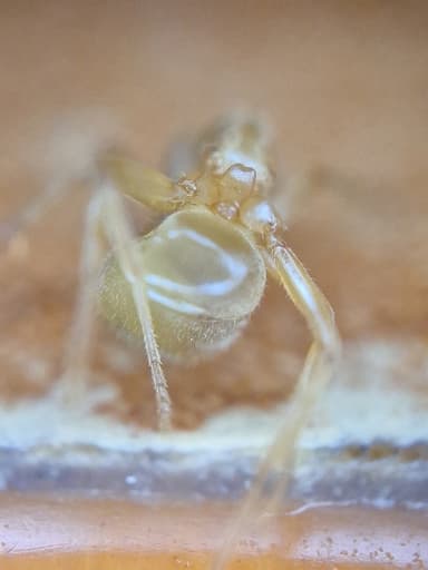 Lasius umbratus photo 167