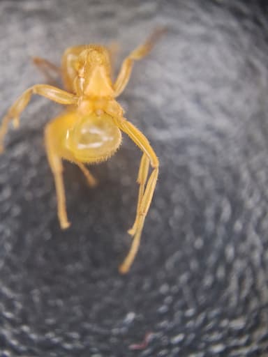 Lasius umbratus photo 168