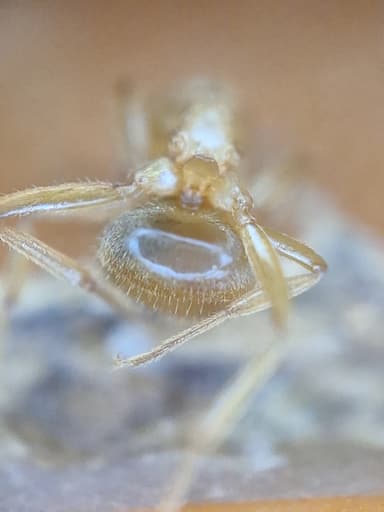 Lasius umbratus photo 170