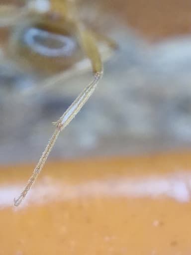 Lasius umbratus photo 171