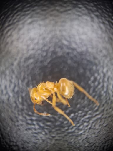 Lasius umbratus photo 172