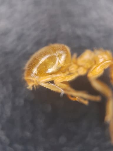 Lasius umbratus photo 174