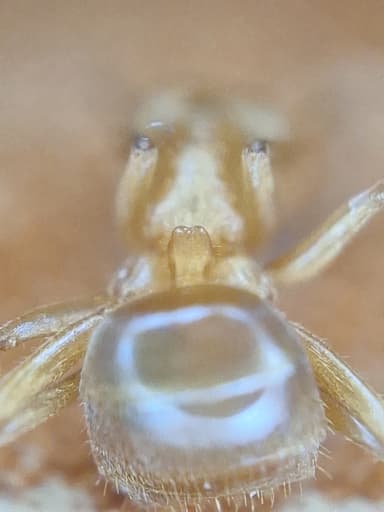 Lasius umbratus photo 177