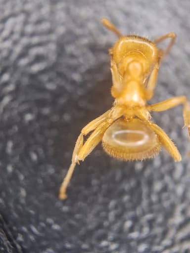 Lasius umbratus photo 178