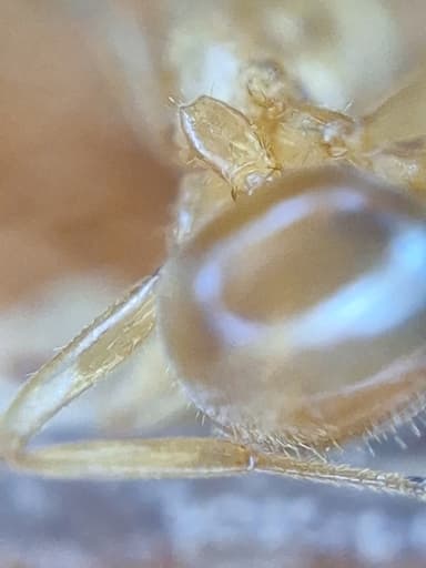 Lasius umbratus photo 179