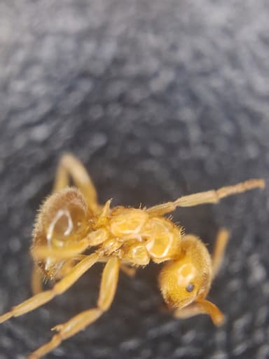 Lasius umbratus photo 180