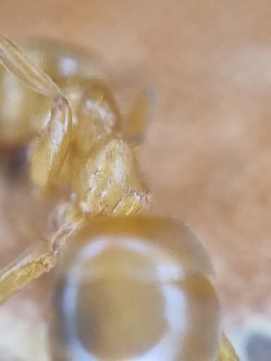Lasius umbratus photo 182