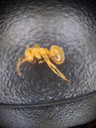 Lasius umbratus photo 183