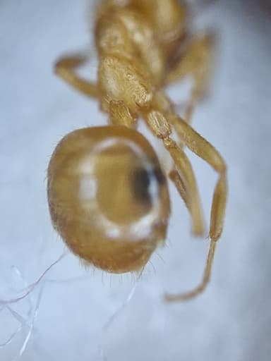 Lasius umbratus photo 184