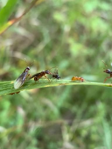 Lasius umbratus photo 186