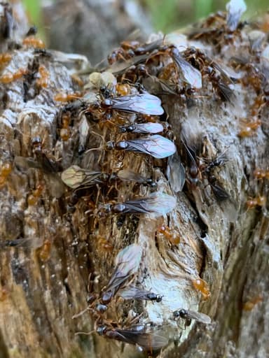 Lasius umbratus photo 187