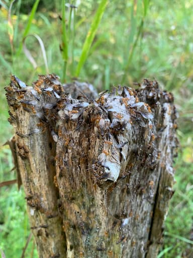 Lasius umbratus photo 188