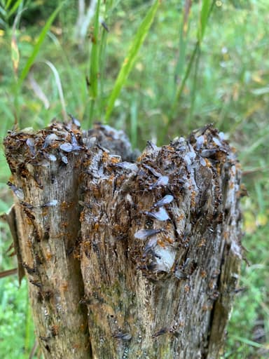 Lasius umbratus photo 189