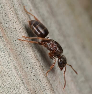 Lasius umbratus photo 192