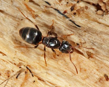 Lasius umbratus photo 193