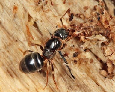 Lasius umbratus photo 194