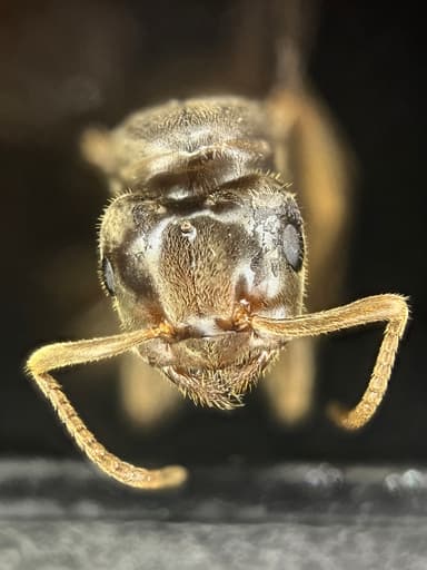 Lasius umbratus photo 195
