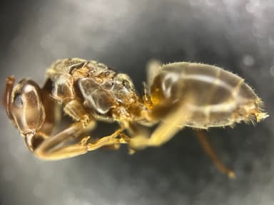 Lasius umbratus photo 196