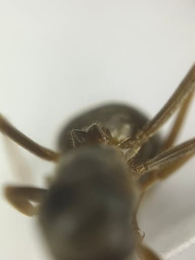 Lasius umbratus photo 198