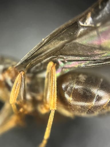 Lasius umbratus photo 199