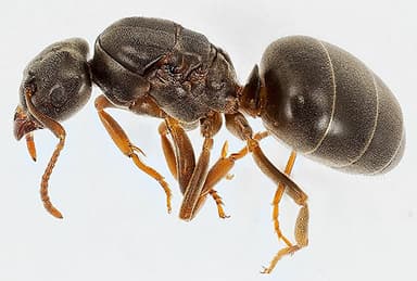 Lasius umbratus — queen photo 202