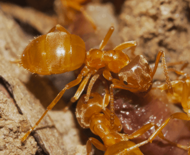 Lasius umbratus photo 203
