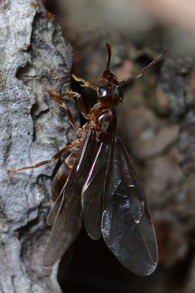 Lasius umbratus photo 1