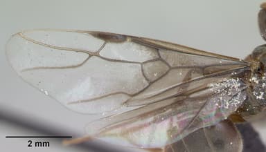 Lasius umbratus — queen photo 3