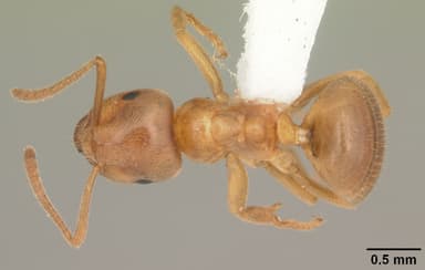 Lasius umbratus — queen photo 4