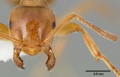 Lasius umbratus — queen photo 5