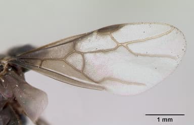Lasius umbratus — queen photo 6