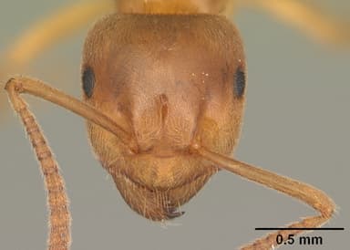 Lasius umbratus — queen photo 9