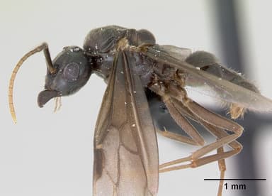 Lasius umbratus — queen photo 10