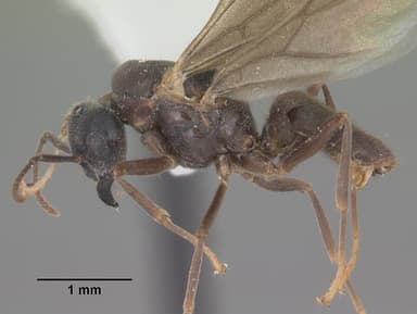 Lasius umbratus — queen photo 12
