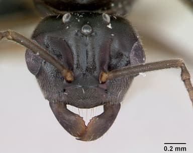 Lasius umbratus — queen photo 15