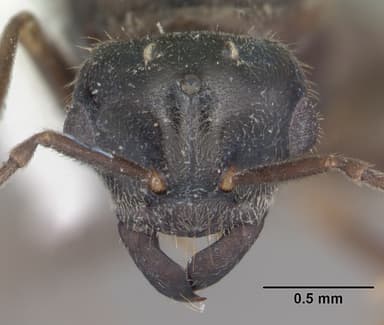 Lasius umbratus — queen photo 18