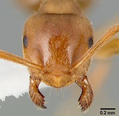 Lasius umbratus — queen photo 19
