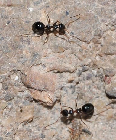 Lepisiota frauenfeldi photo 10